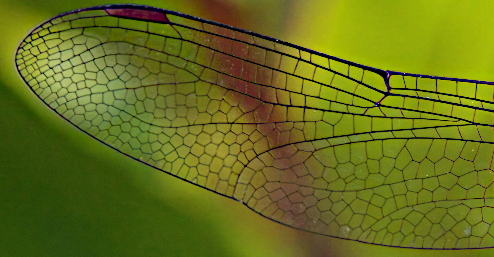 Libellenflügel Closeup